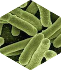 E. Coli