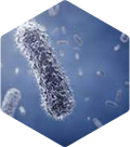 Insect Baculovirus