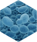 Mammalian Cell