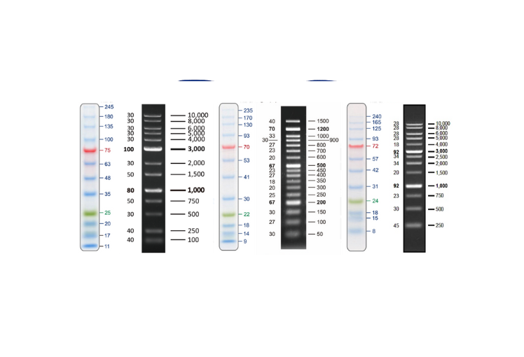 Electrophoresis reagents